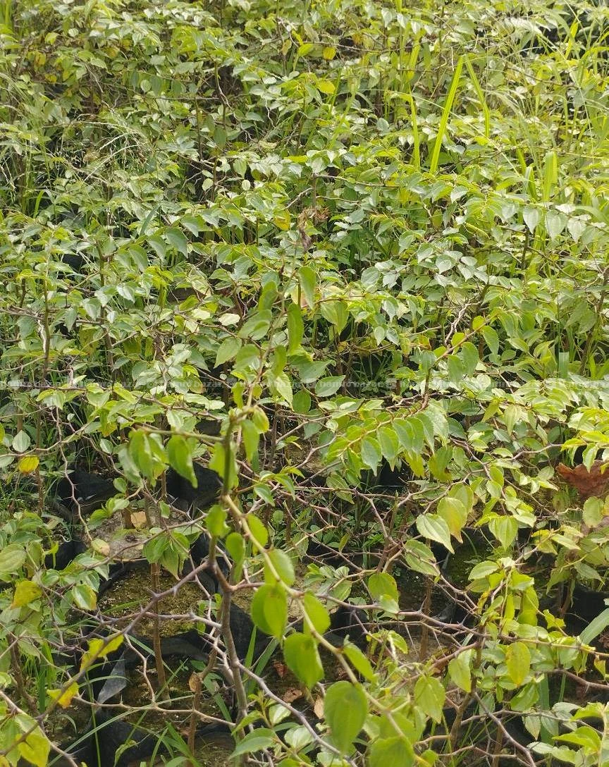 For sale buddhachitta plants 2