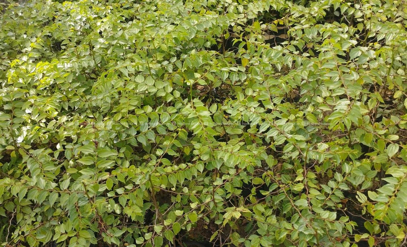For sale buddhachitta plants 3