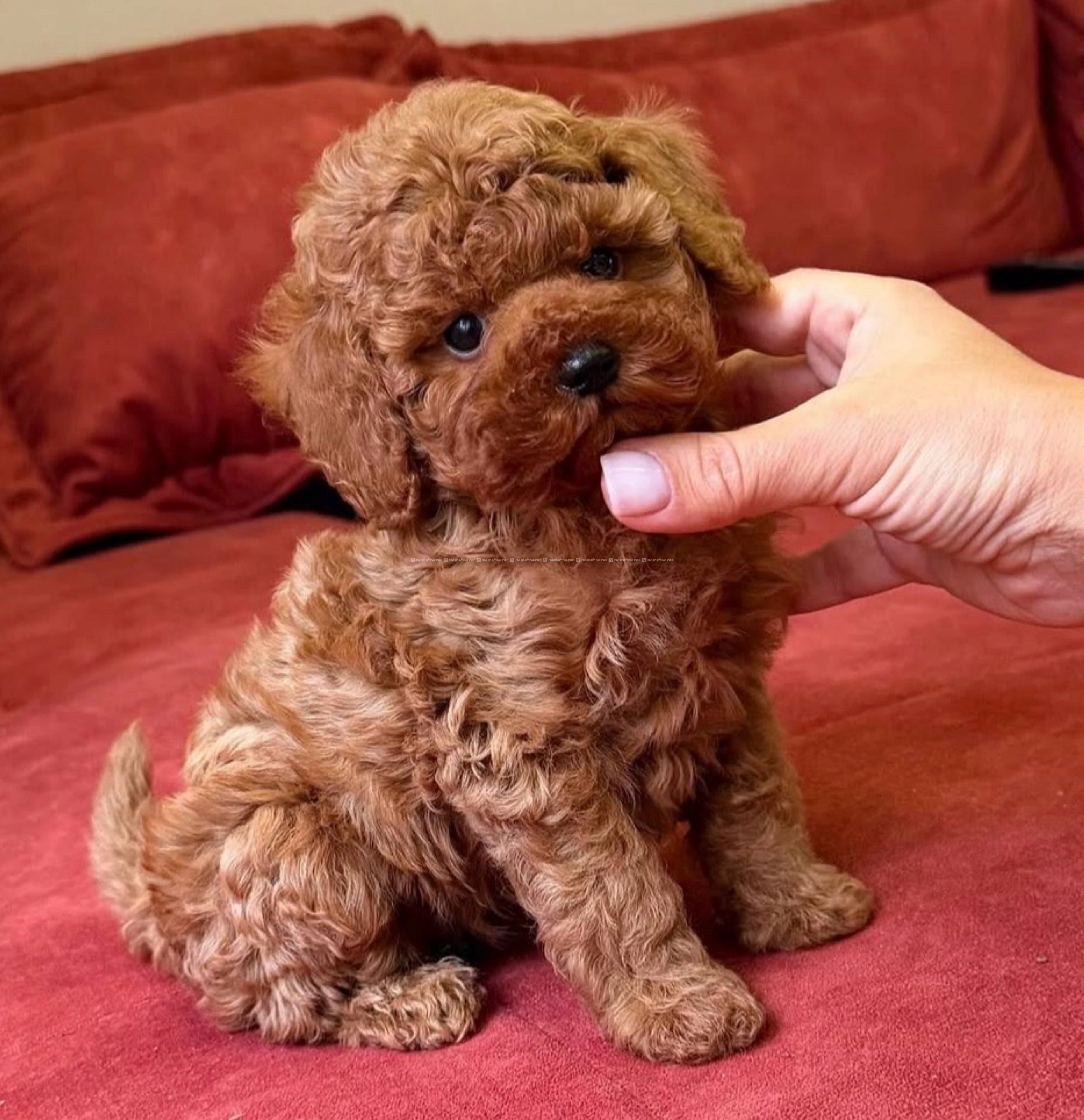 Toy poodle available 3