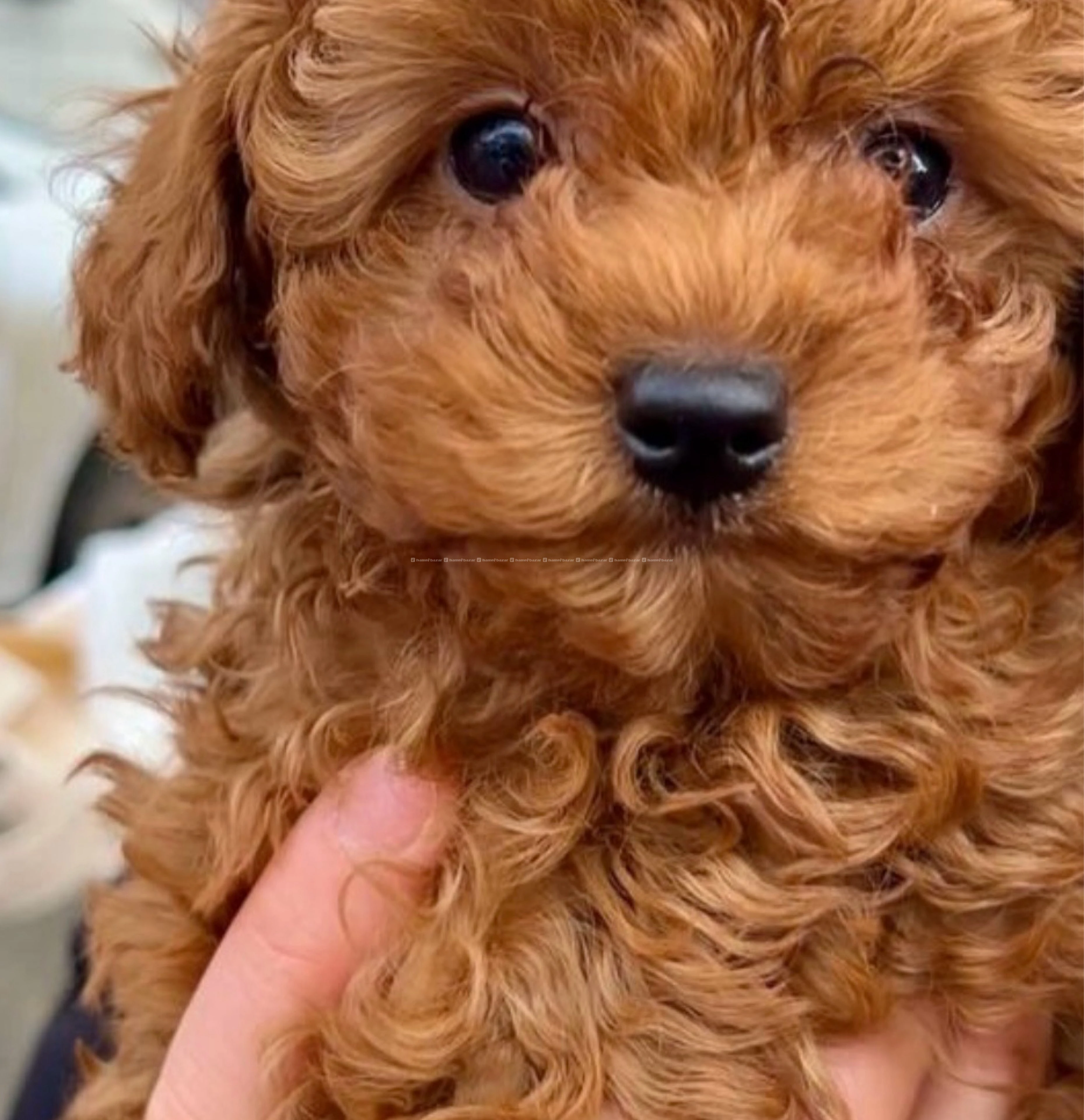 Toy poodle available 2