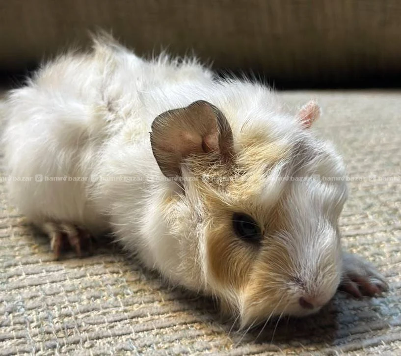 guniepigs available 3