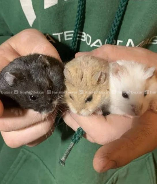 hamster on sale 7
