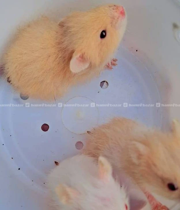 hamster on sale 4
