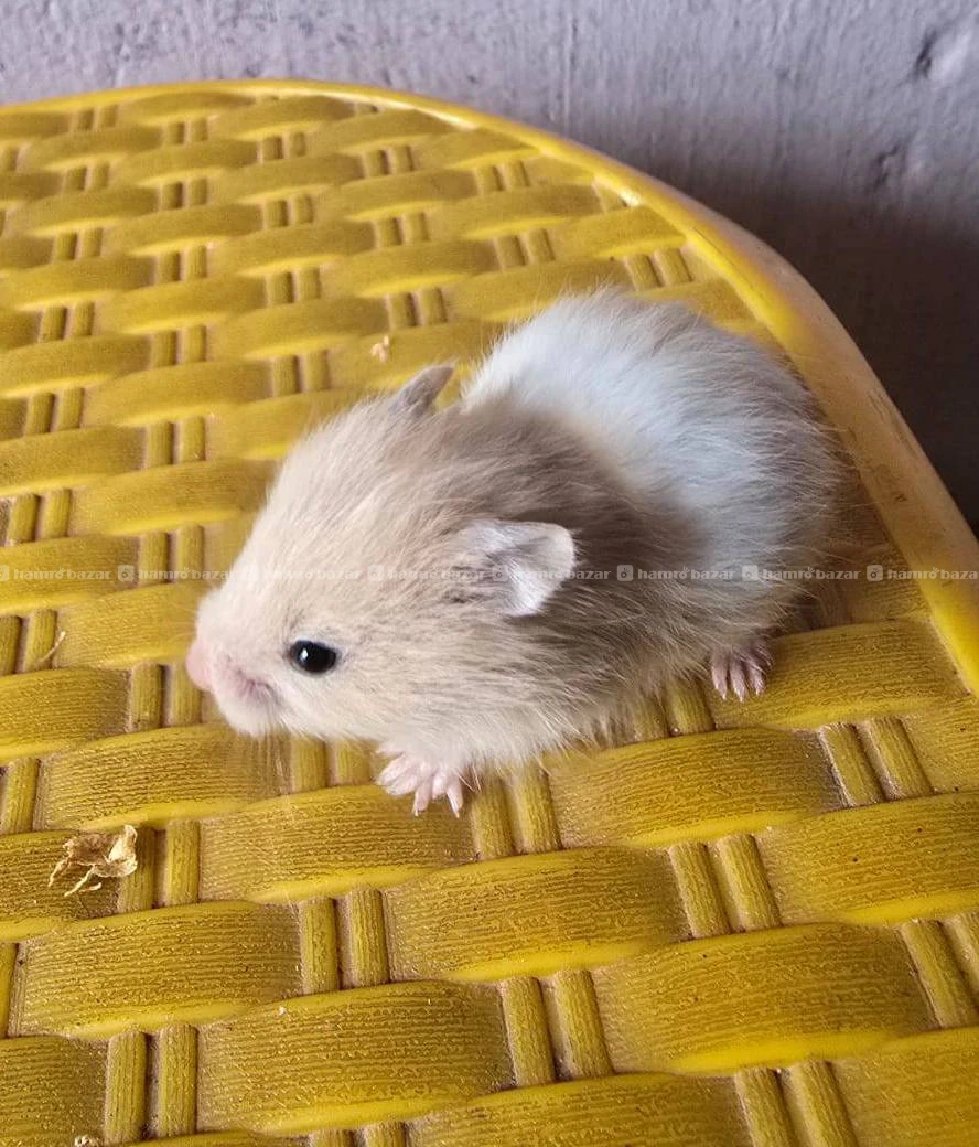 hamster on sale 8
