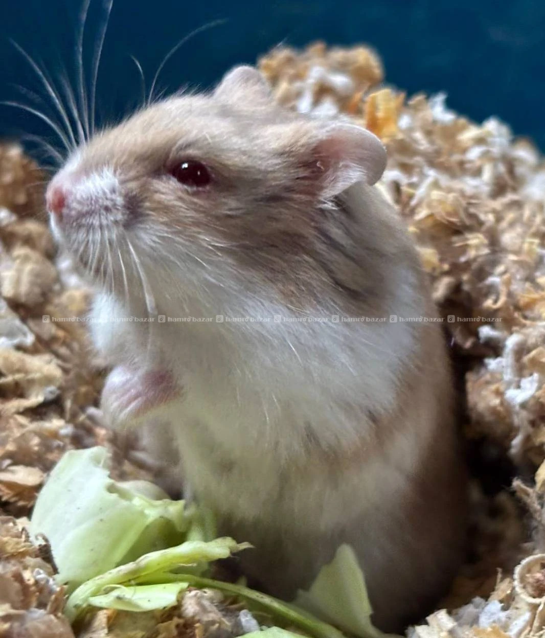 hamster on sale 6