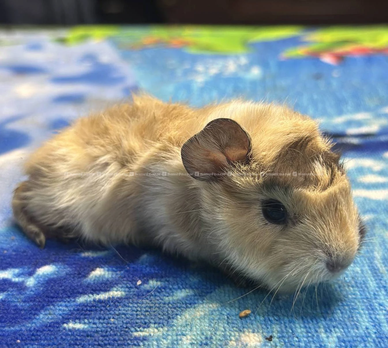 guniepigs available 5