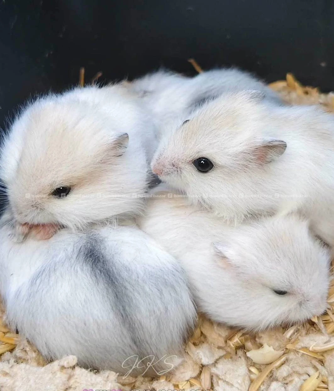 hamster on sale 3