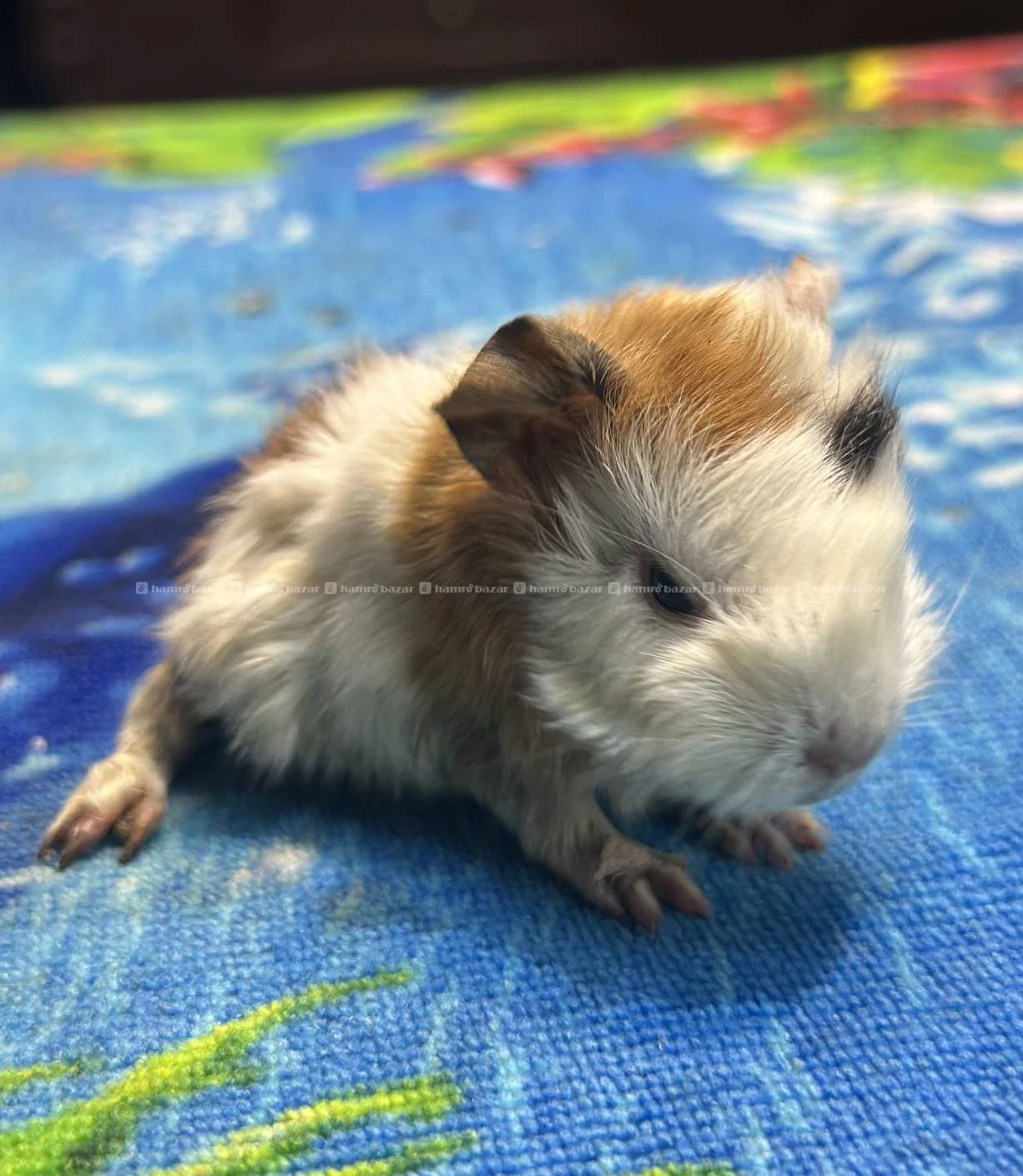 guniepigs available 4