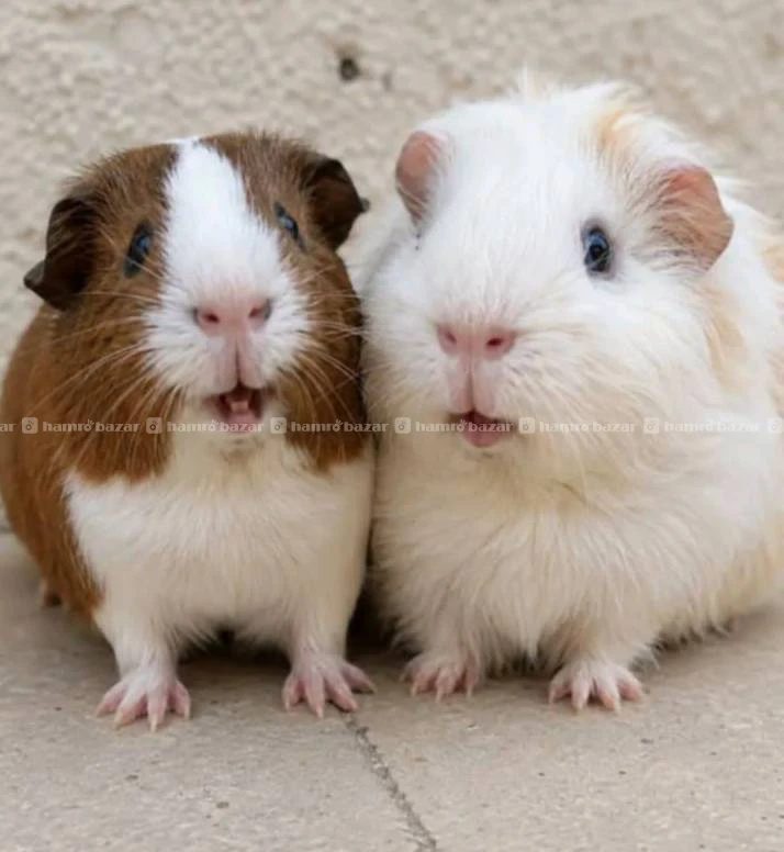 guniepigs available 7