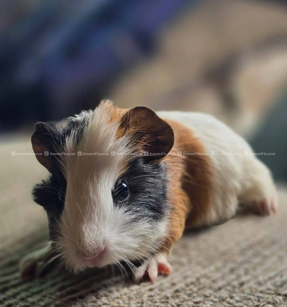guniepigs available 6