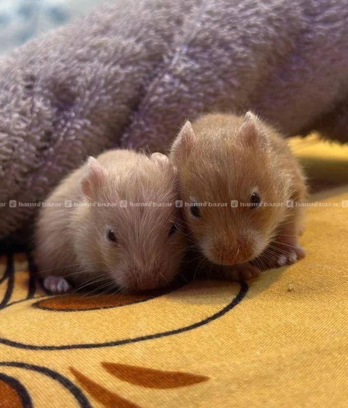 hamster on sale 2