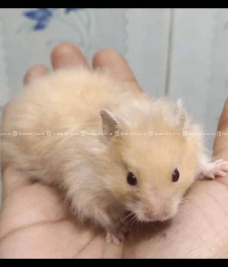 hamster on sale 5