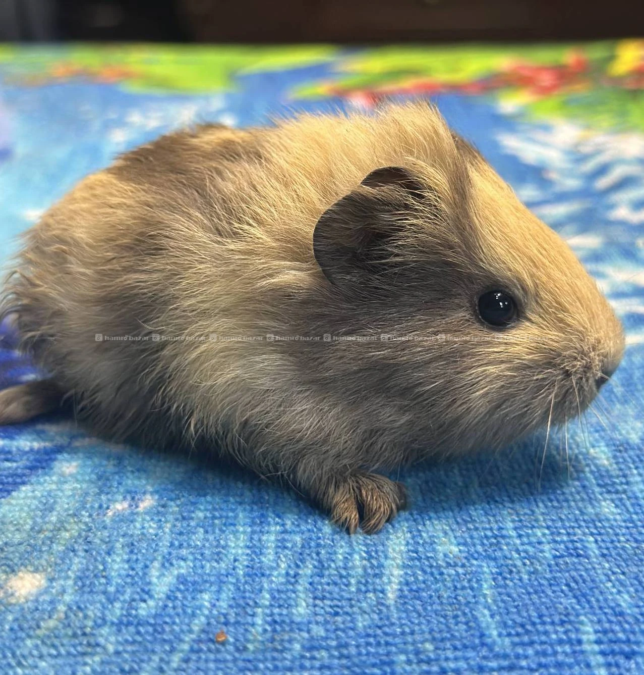 guniepigs available 8