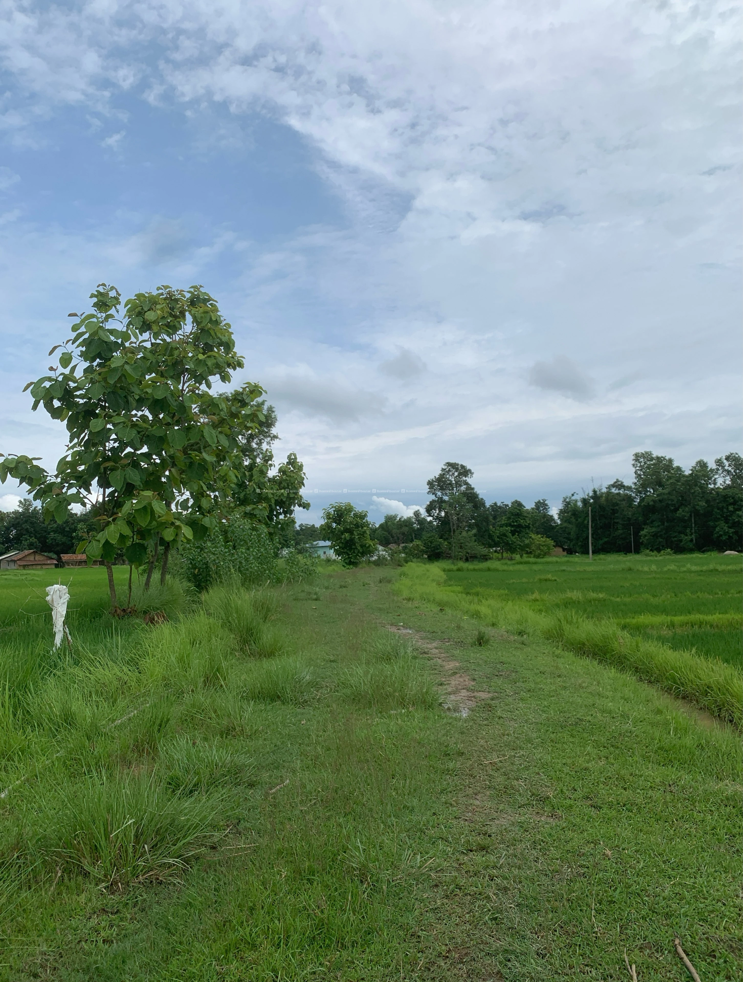 🌴Land for sale 1 bigha(20 kattha),1 kattha-2.60L 2