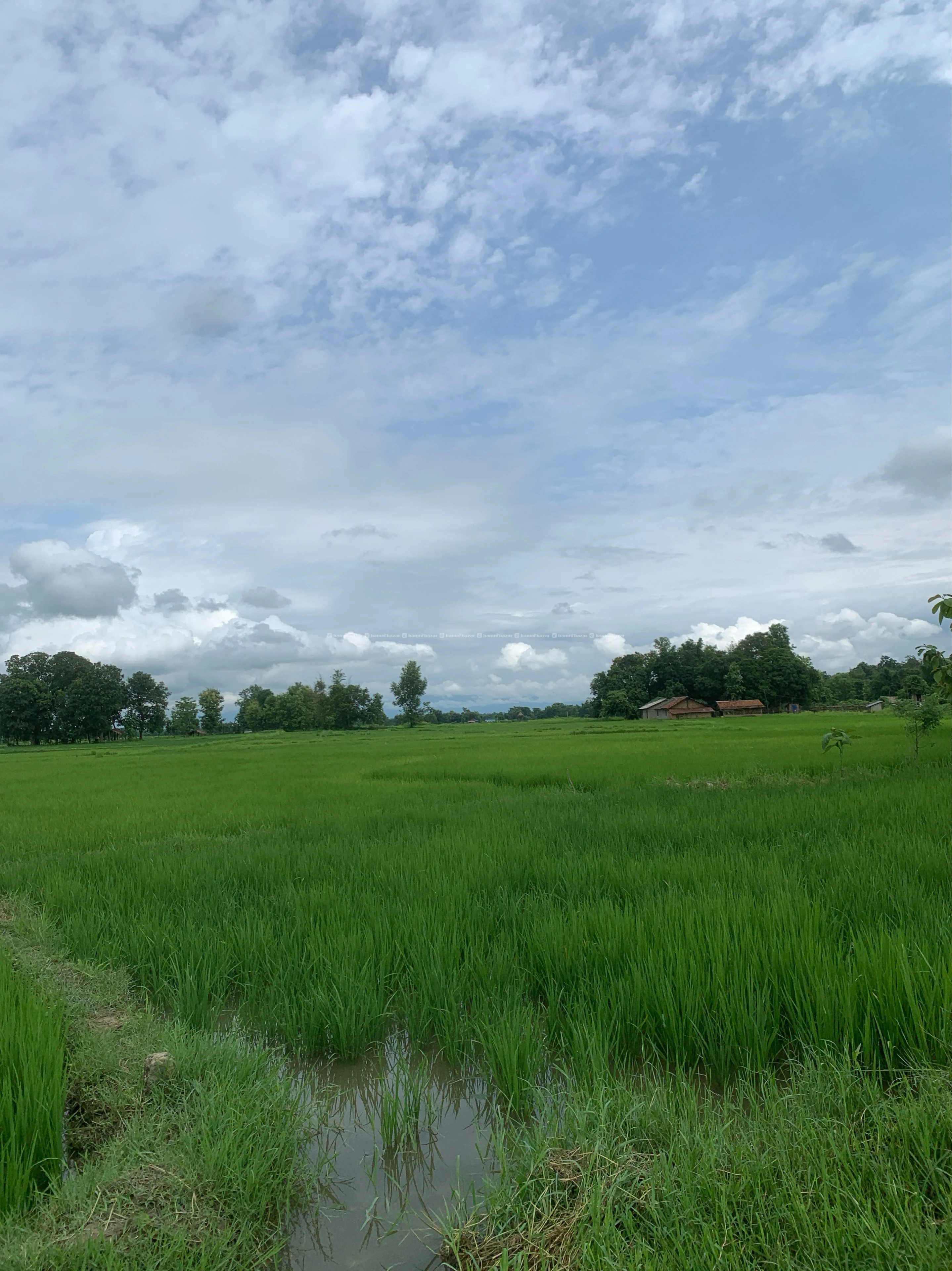 🌴Land for sale 1 bigha(20 kattha),1 kattha-2.60L 4