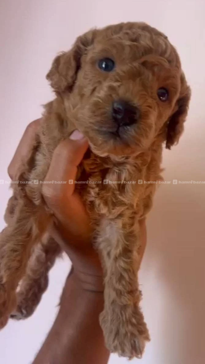 Poodle male female available 3