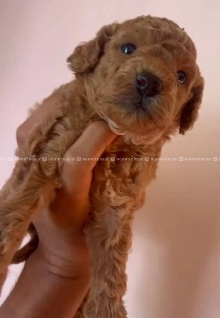 Poodle male female available 2