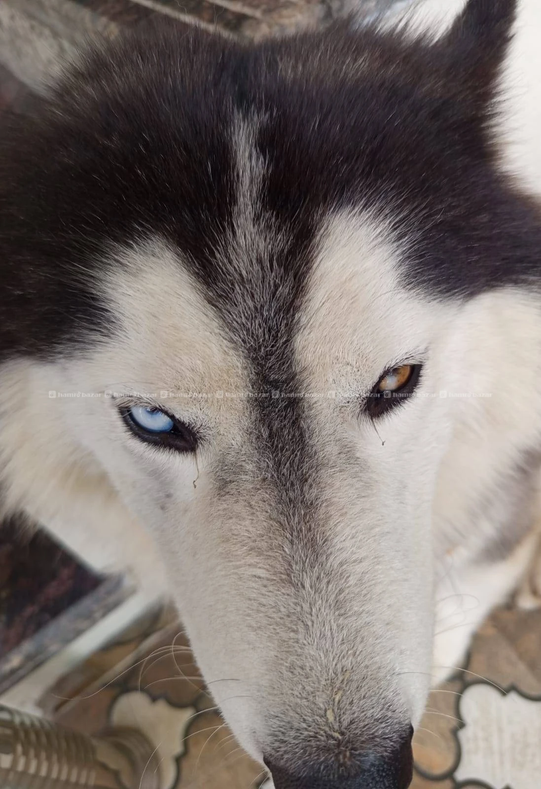 Siberian husky 1 year old 2