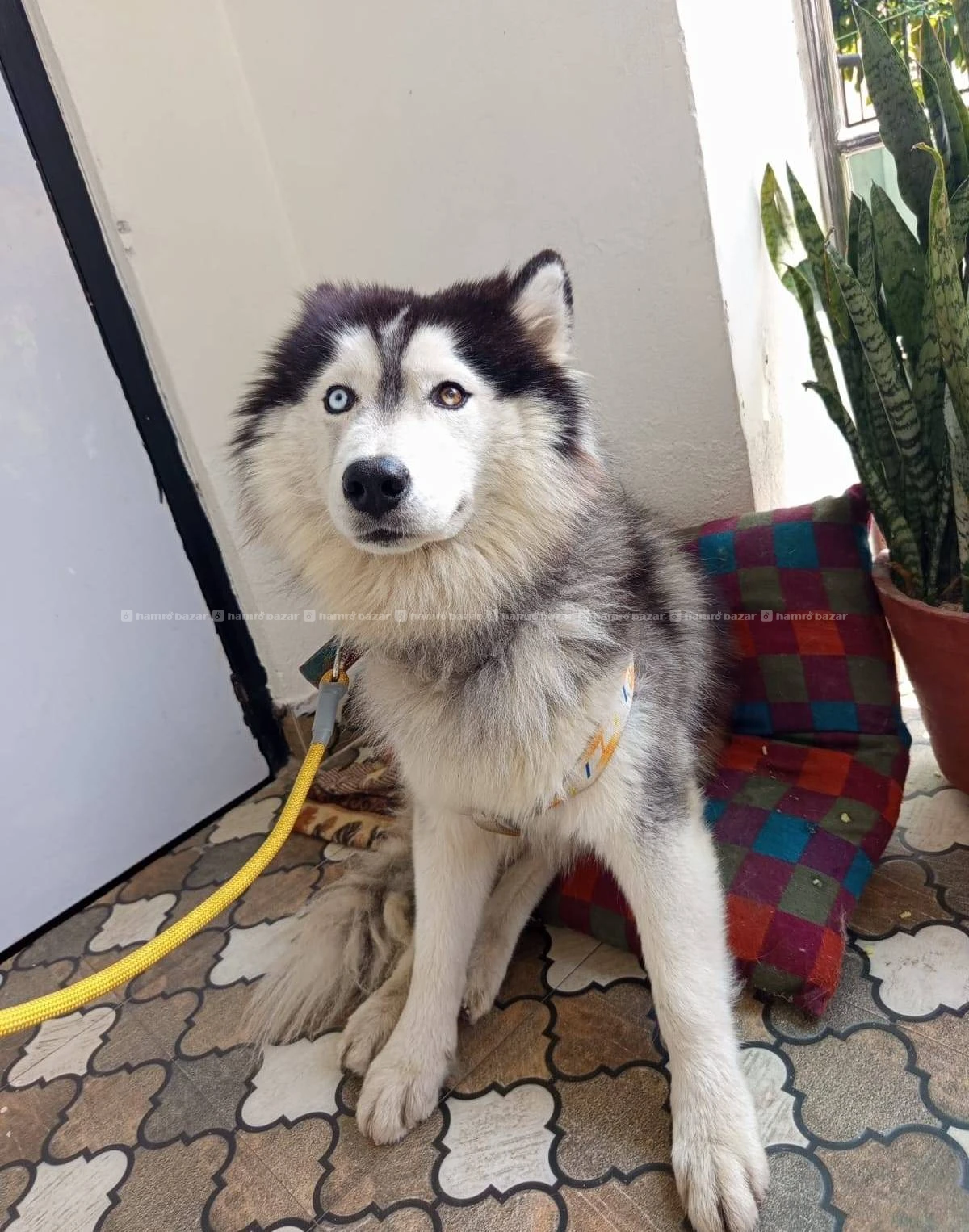 Siberian husky 1 year old 4