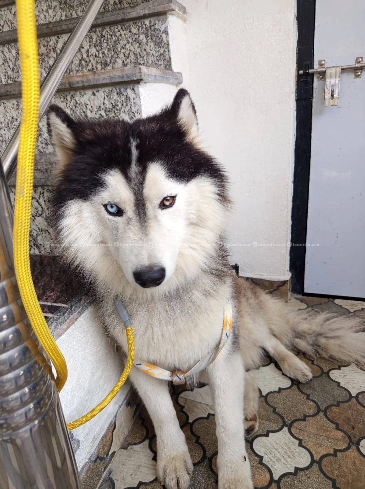 Siberian husky 1 year old 3