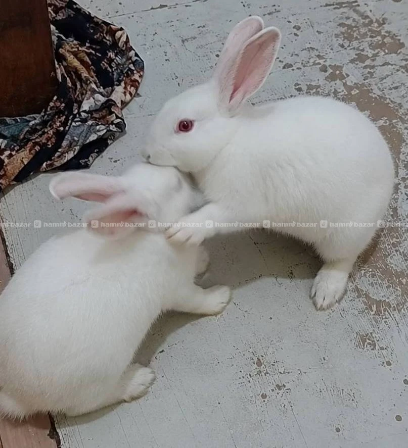 Bunny for sale 🐇 3