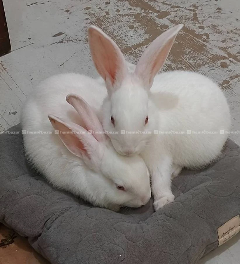 Bunny for sale 🐇 2