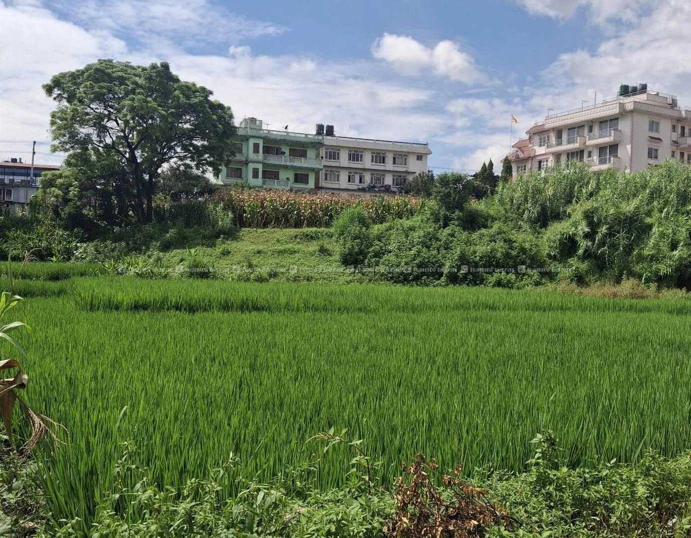 LAND FOR SALE DUWAKOT BHAKTAPUR NEAR KMC HOSPITAL 6