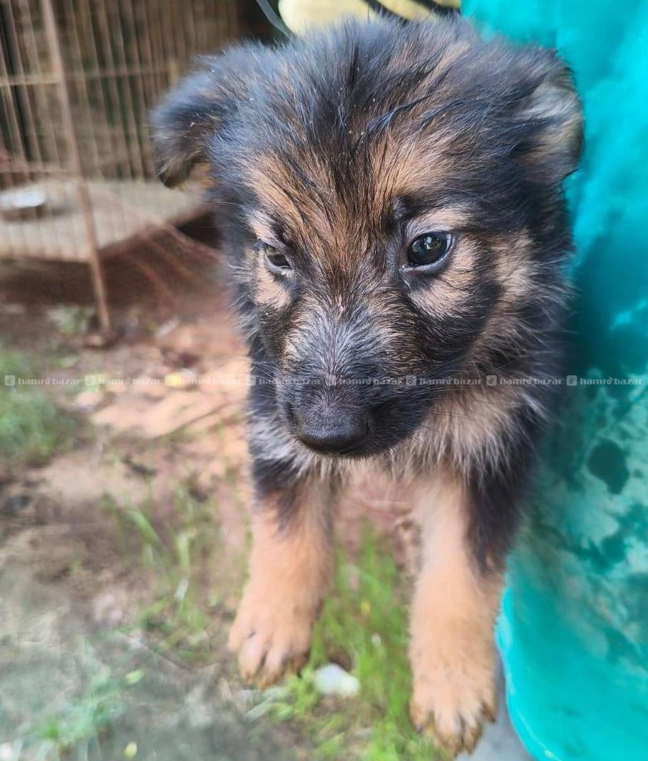 German shepard 2