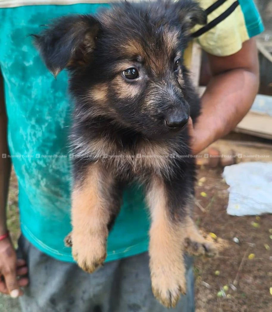 German shepard 3