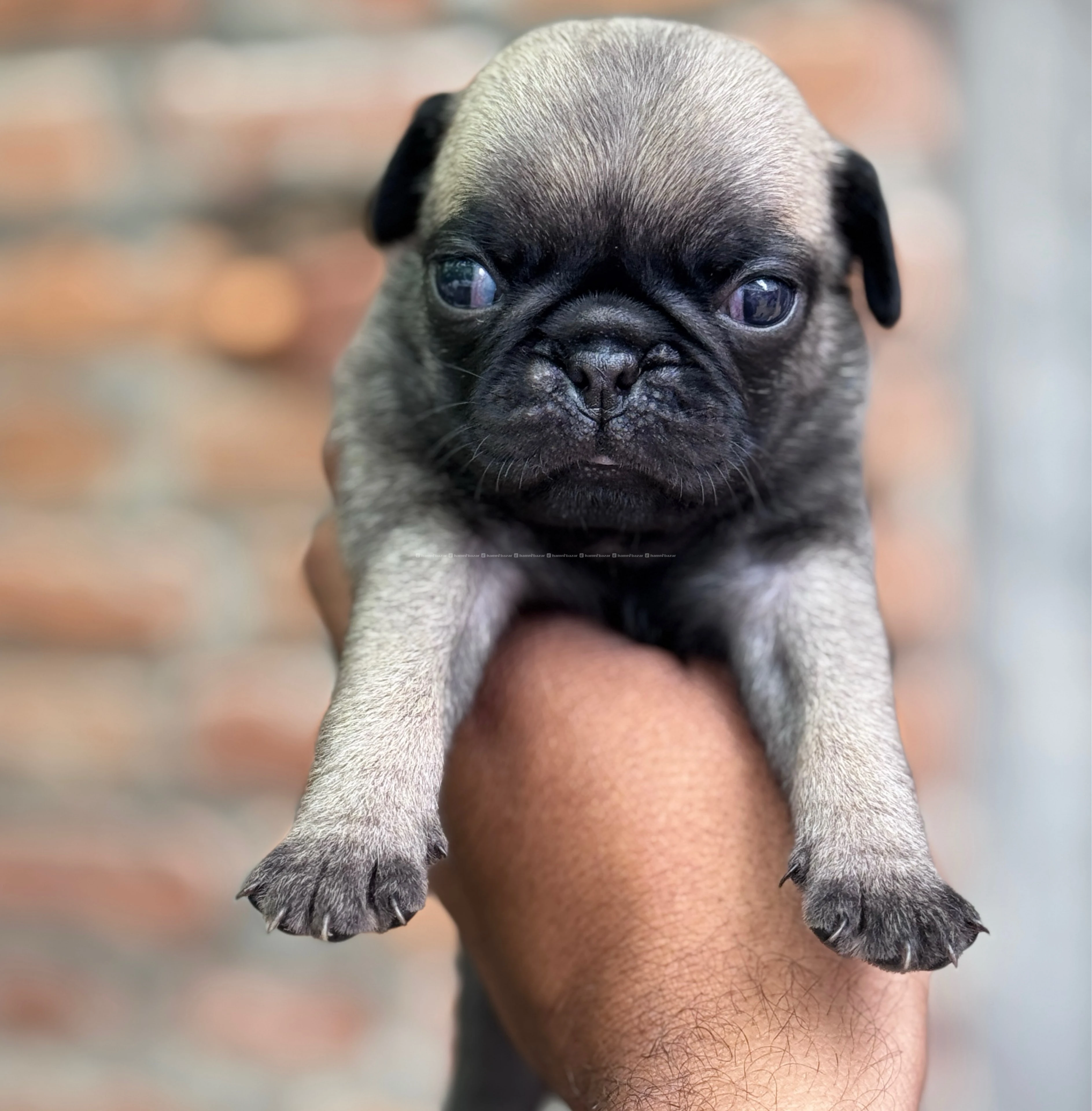 Black pug male female 2