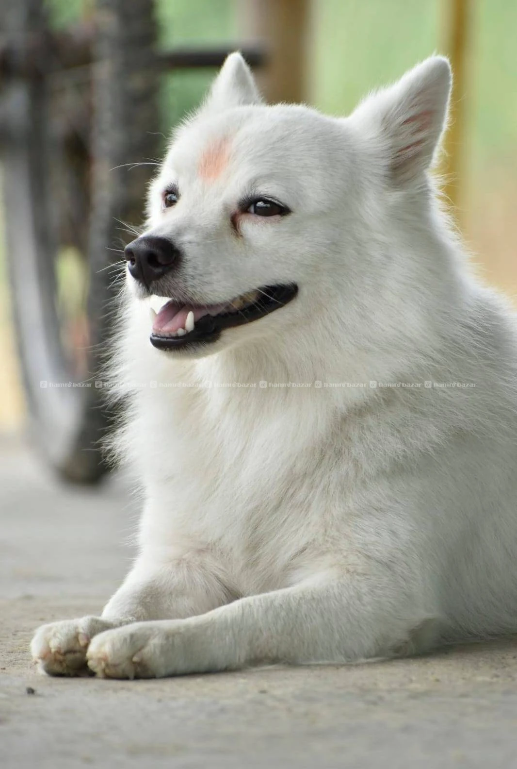 Dog For Sale 2