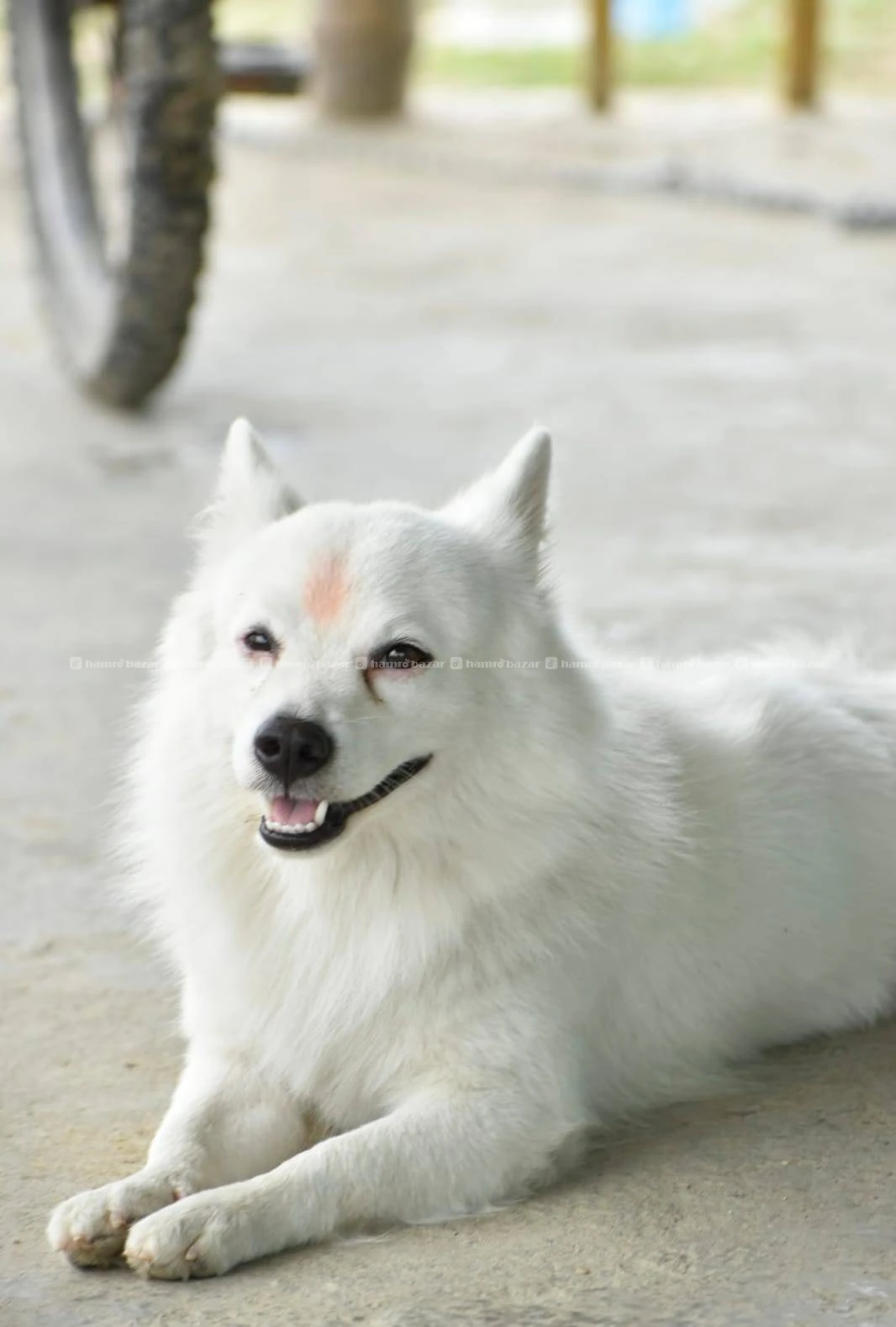 Dog For Sale 3