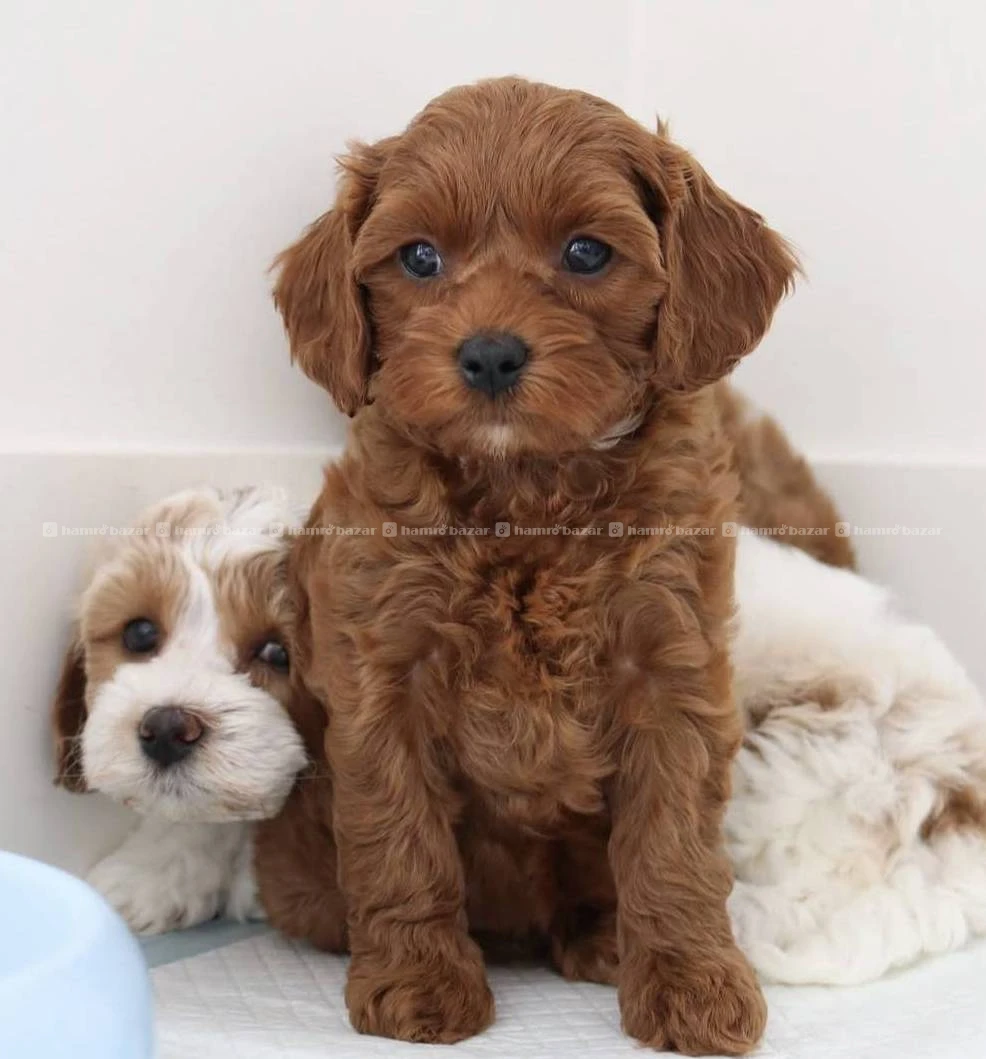 Toy poodle female available
