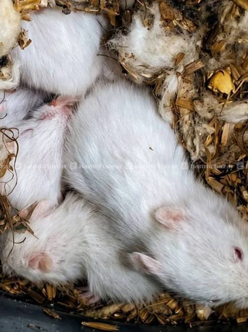 Hamster babies 1 month old 2
