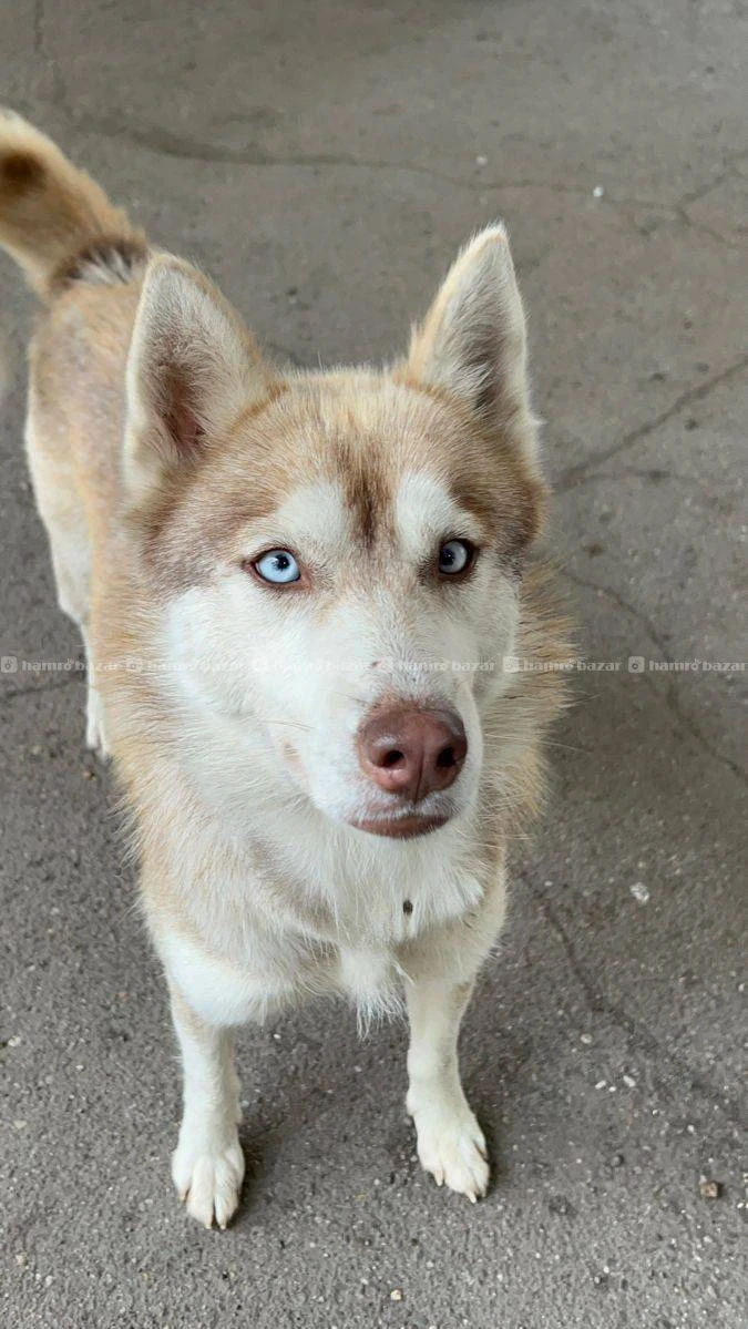 Husky female 
Call for more informations 2