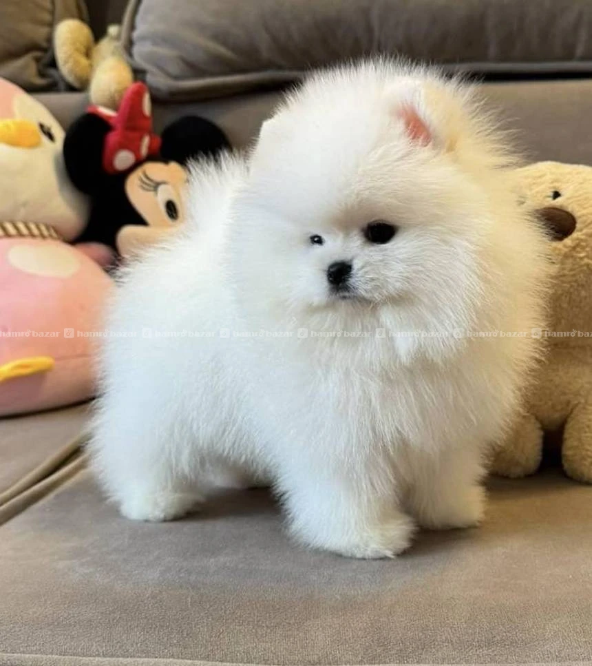 Pomeranian available 3