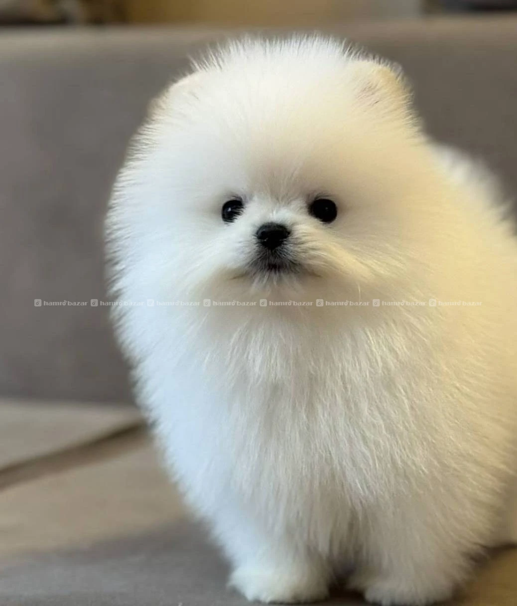 Pomeranian available 2