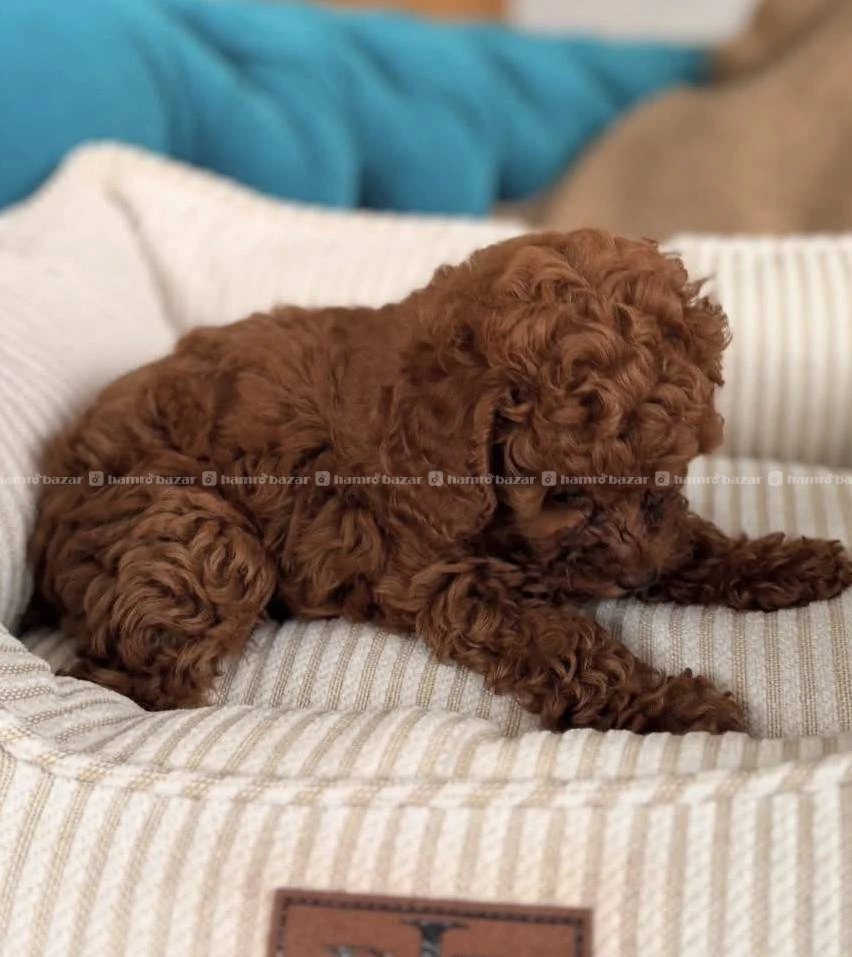 Toy poodle available 3