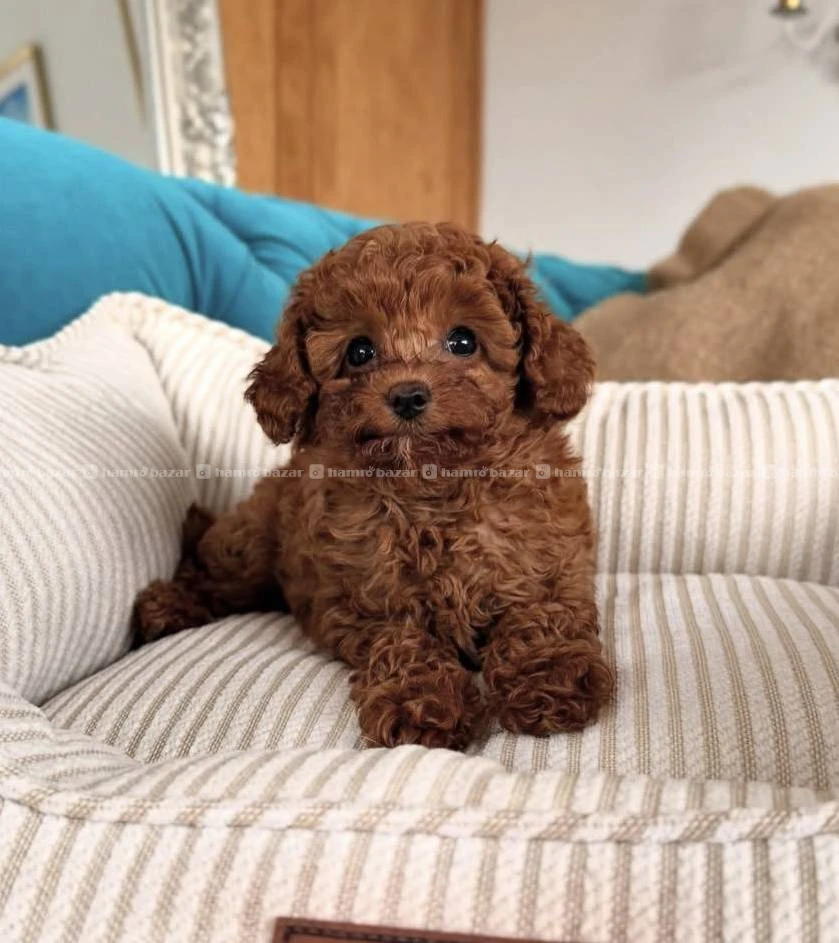 Toy poodle available 2