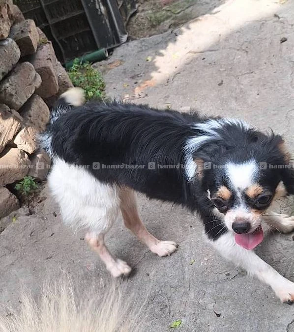 Off Chihuahua stud service 2