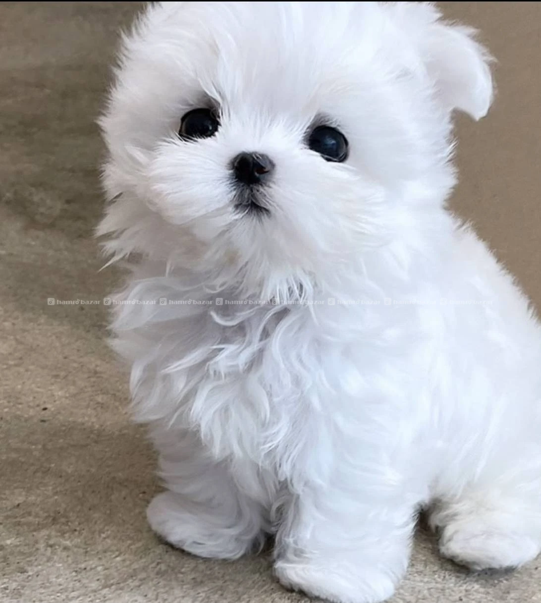 White Bichon available 2
