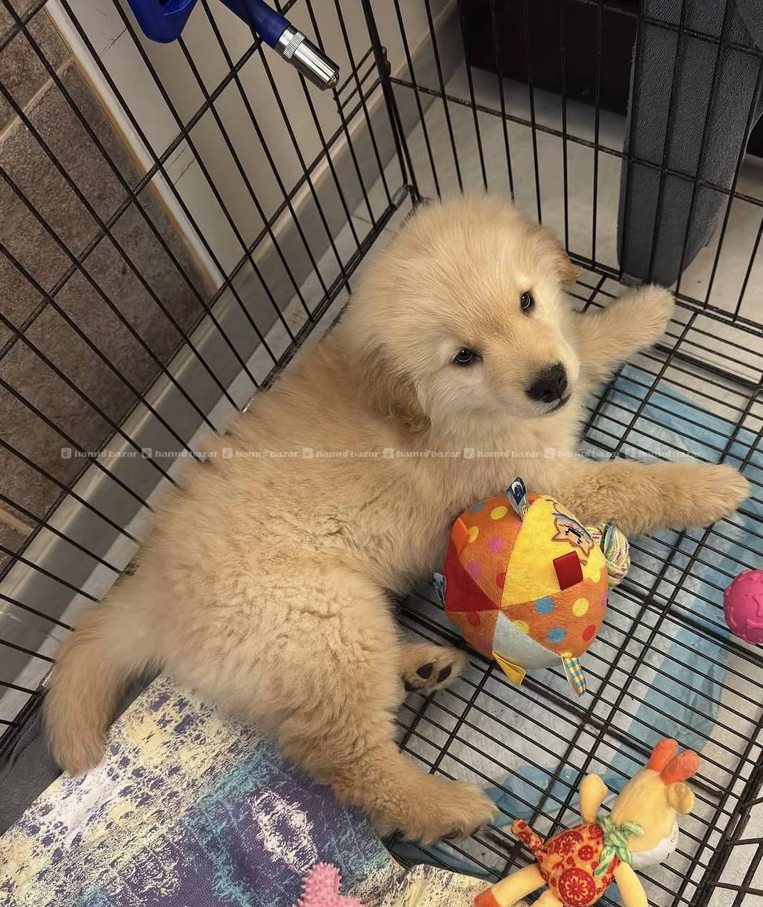 Golden retriever available 2