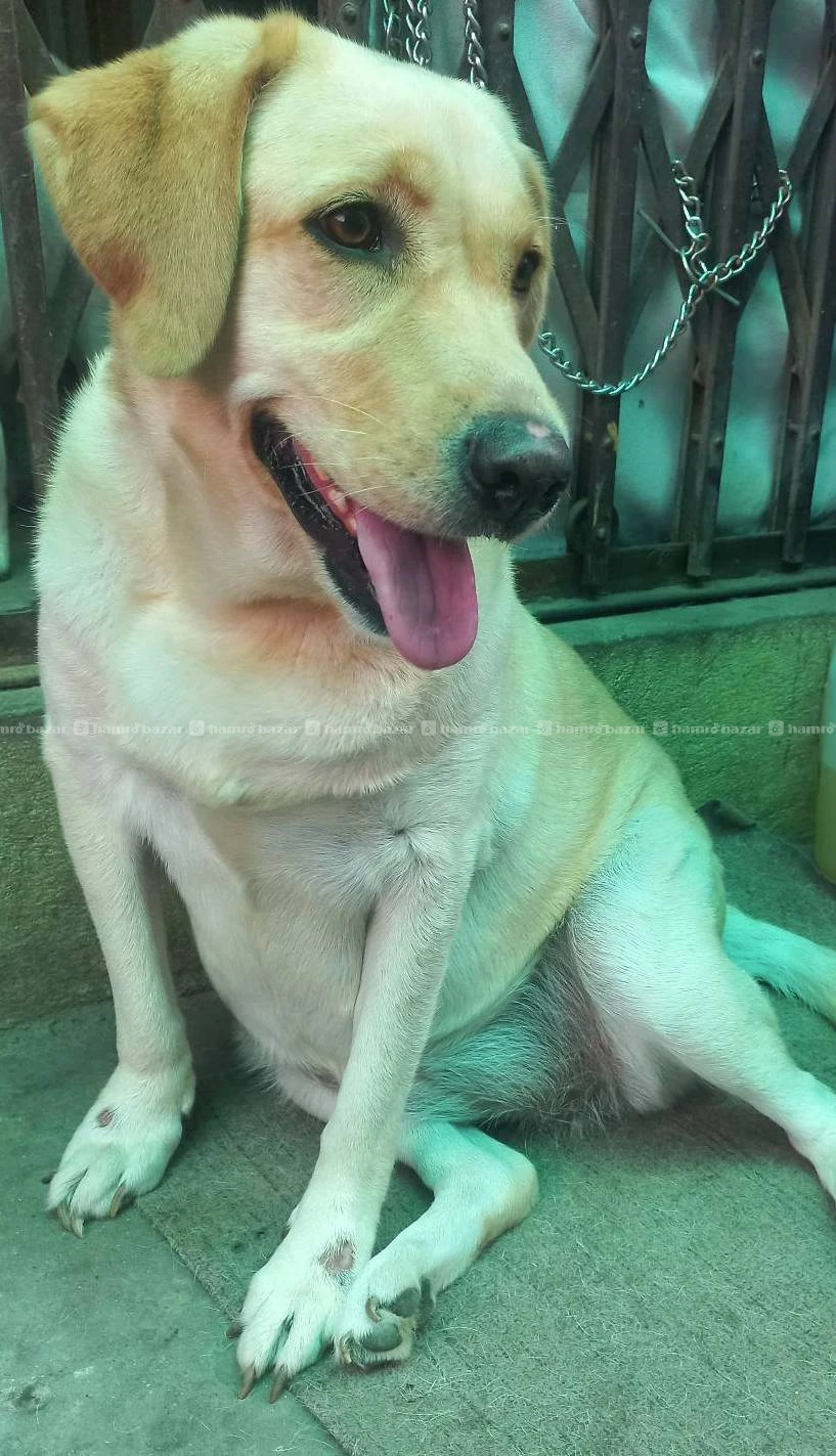 Female labredar dog for adoption 2