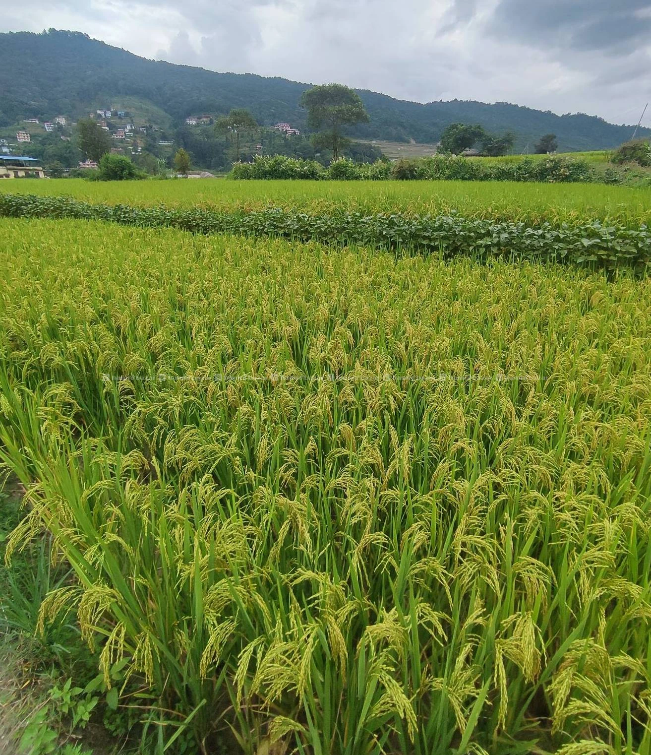 Land Sale near Sankhu salinadi mandir 2