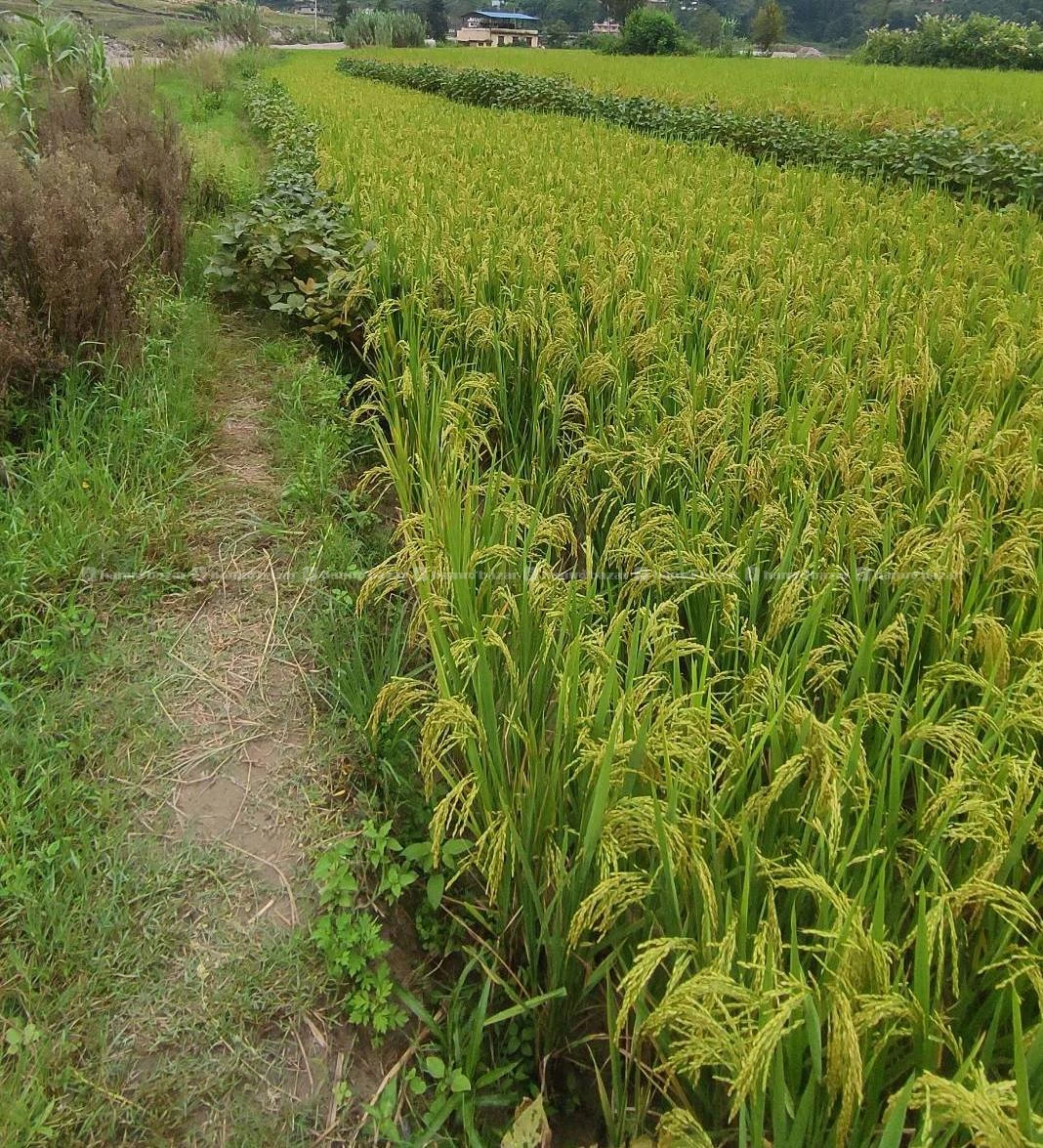 Land Sale near Sankhu salinadi mandir 3