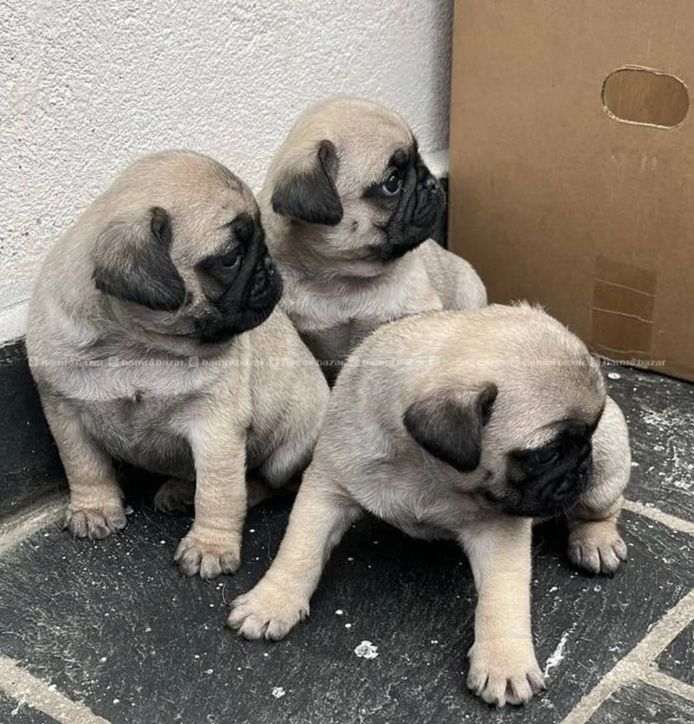 Pug male and female puppies on sale 2