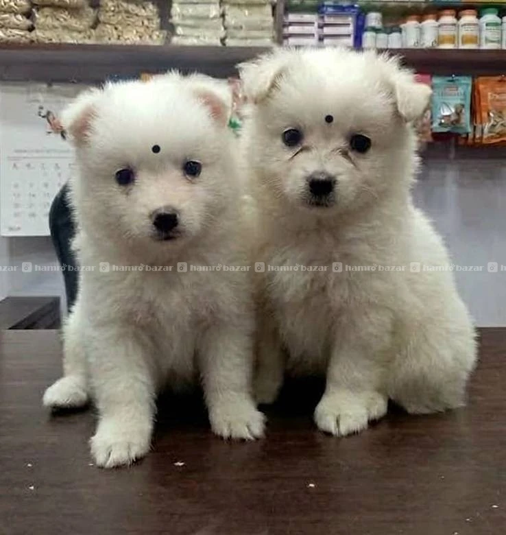 Japanese spitz female and male puppies on sale 2