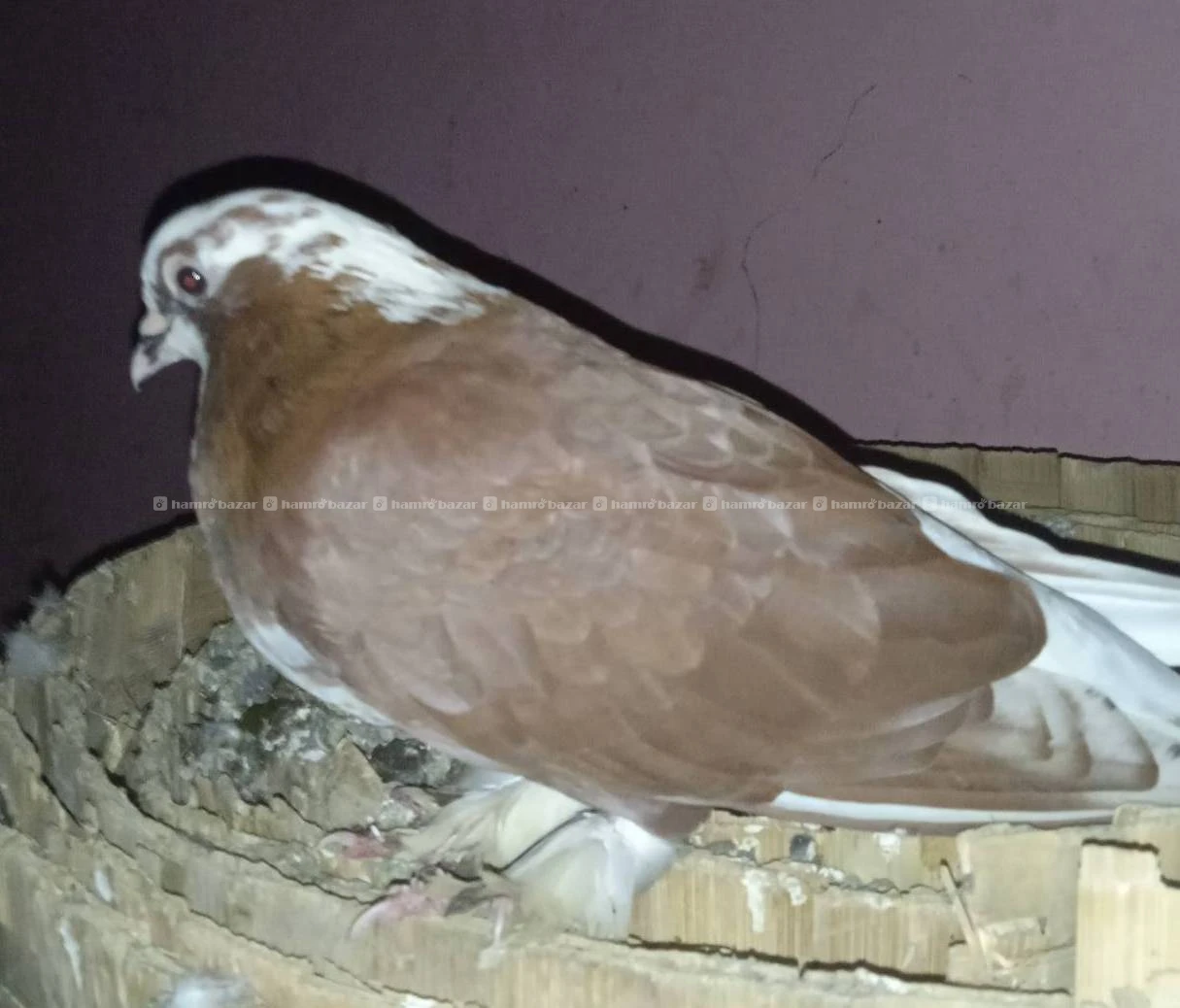 Jumbo size serazi at sale Male 2
