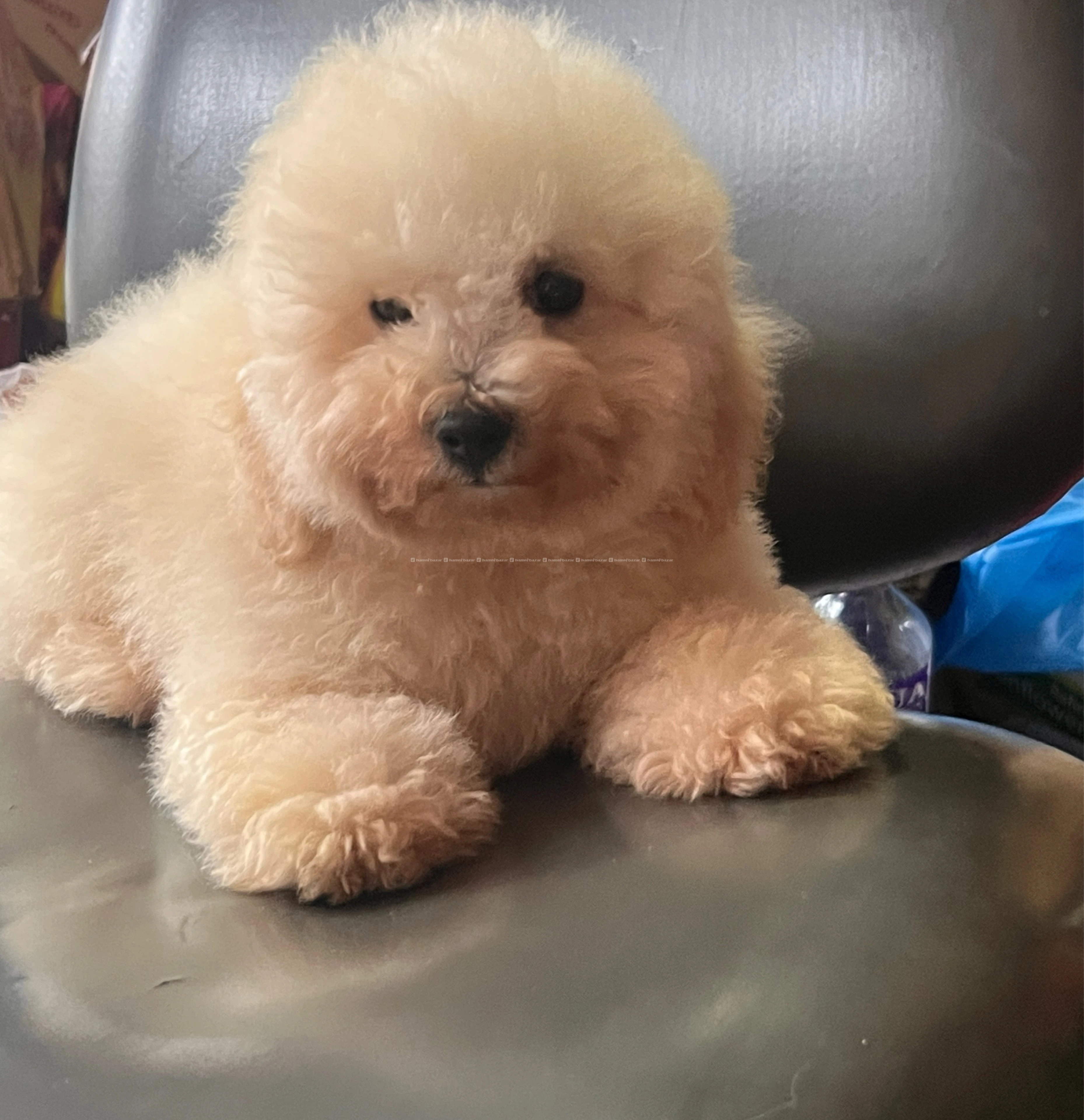 poodle