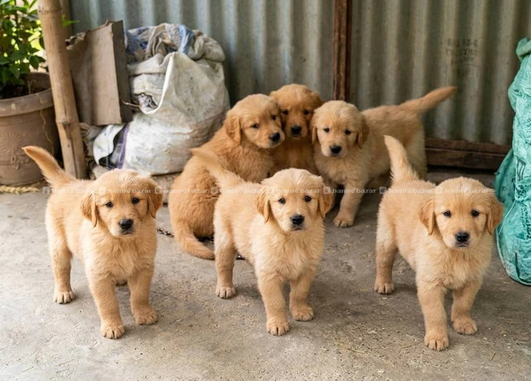Goldenretriever female puppies on sale 3